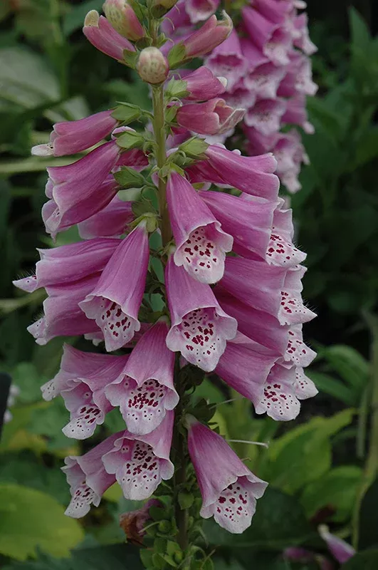 Digitalis Foxglove Dalmatian Rose