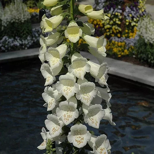 Digitalis Foxglove Dalmatian White