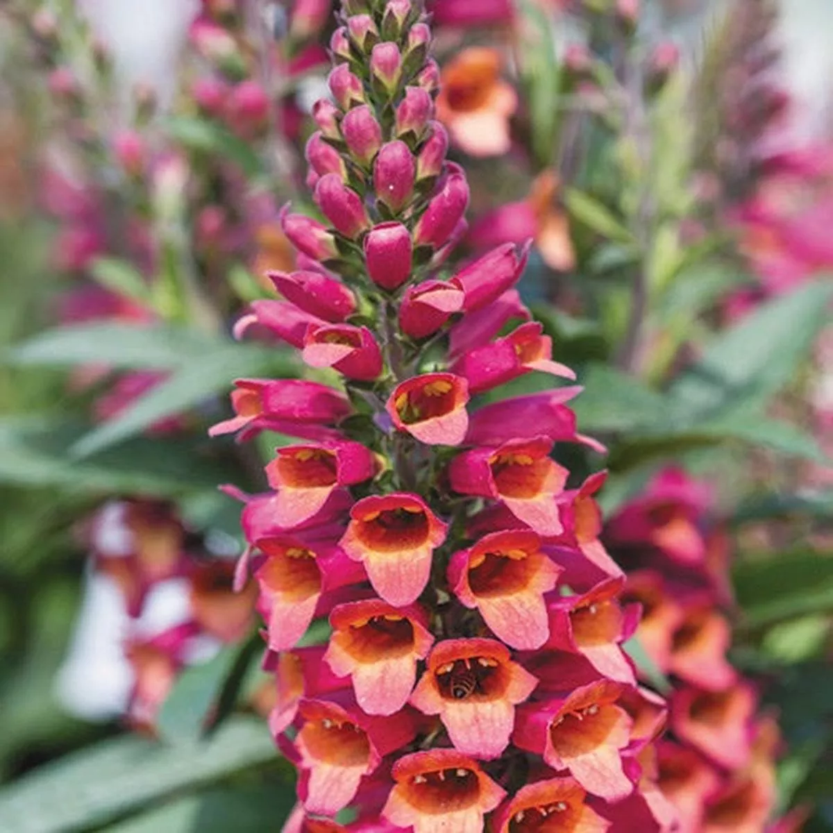 Digitalis Foxglove Ruby Glow 20cm