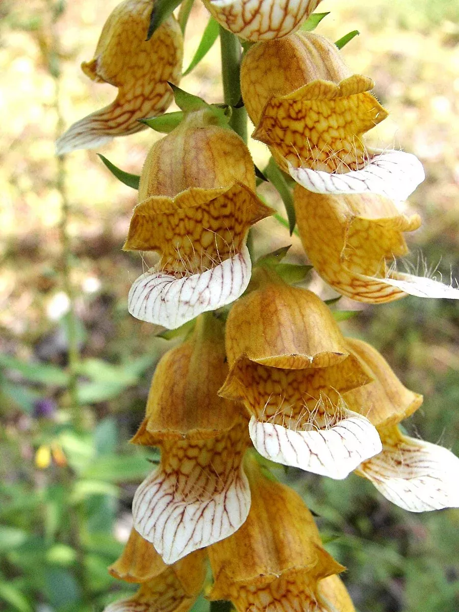 Digitalis laevigata | smooth giraffe foxglove