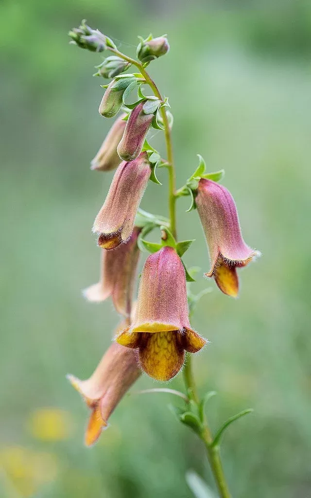Digitalis obscura | sunset foxglove