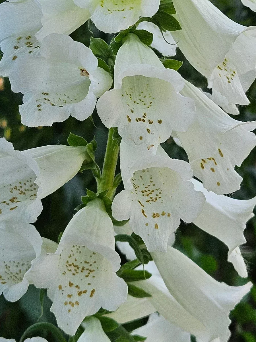 Digitalis purpurea alba | white foxglove