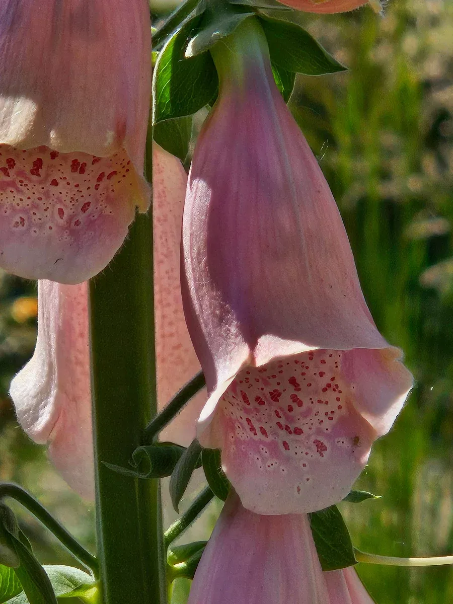 Digitalis purpurea ‘Apricot’ | apricot foxglove