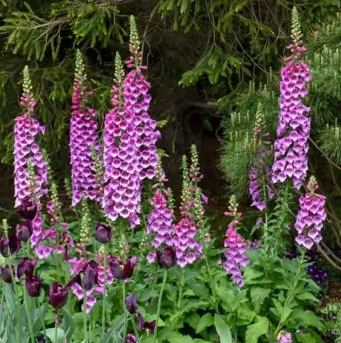 Digitalis purpurea ‘Dalmatian Purple’ – Foxglove