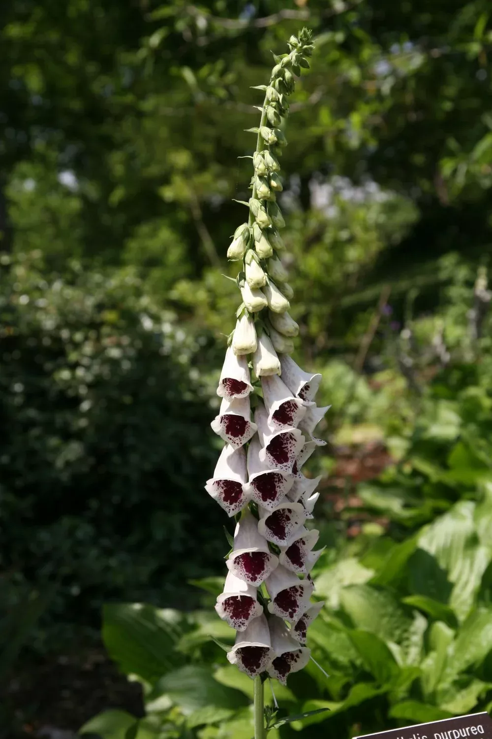 Digitalis purpurea ‘Pam’s Choice’ | foxglove