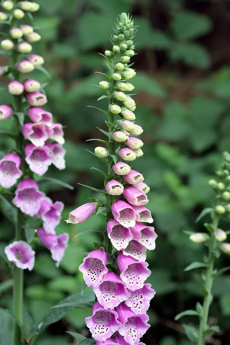 Digitalis purpurea ‘The Shirley’ | foxglove