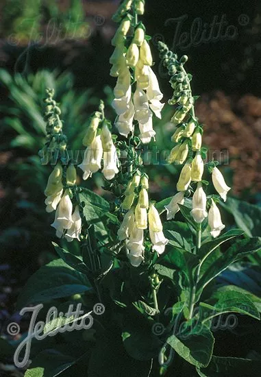 Digitalis purpurea ssp. heywoodii | silver foxglove