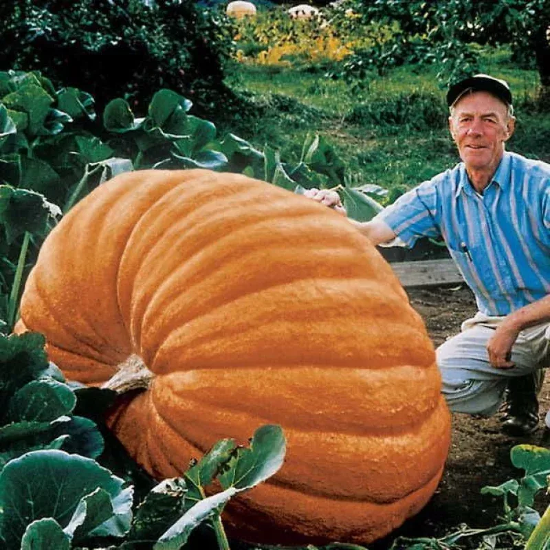 Dill’s Atlantic Giant Pumpkin Seeds