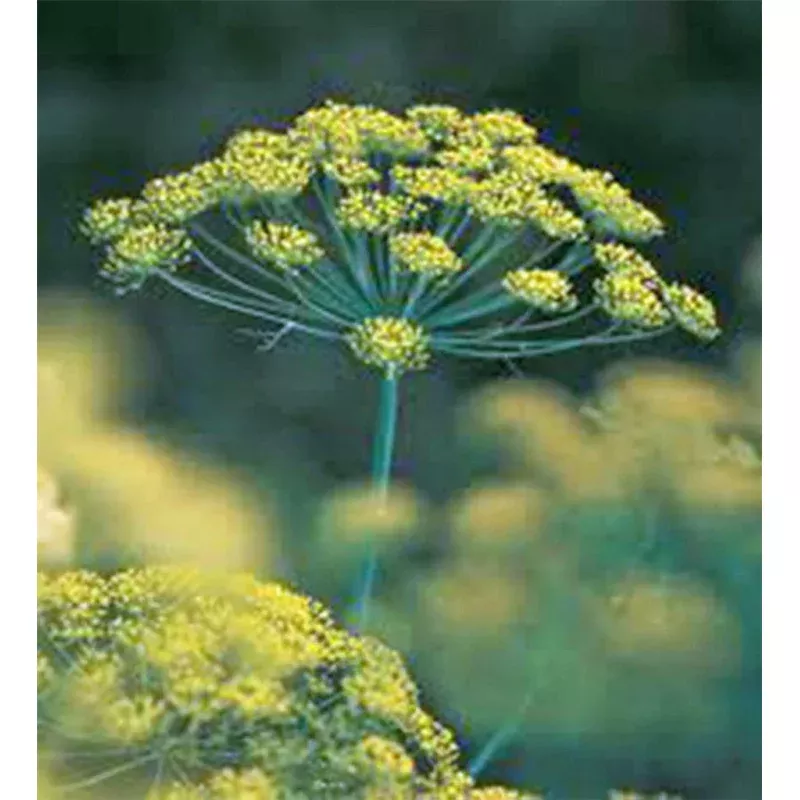 Dill Seed 500 Seeds – Heirloom Non-GMO Bouquet Herb Spice (Anethum graveolens)