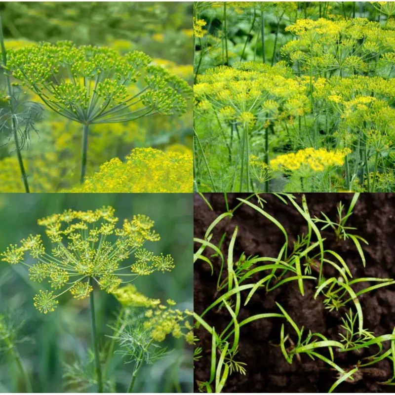 Dill Seed Mix – Non-GMO 500 Seeds – Dukat, Bouquet & Mammoth Butterfly Host Plant – Anethum graveolens