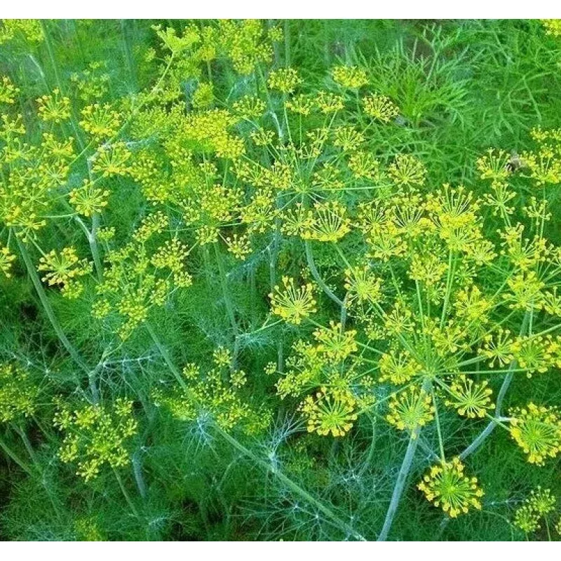Dill Seeds 500+ Mammoth Long Island Herb