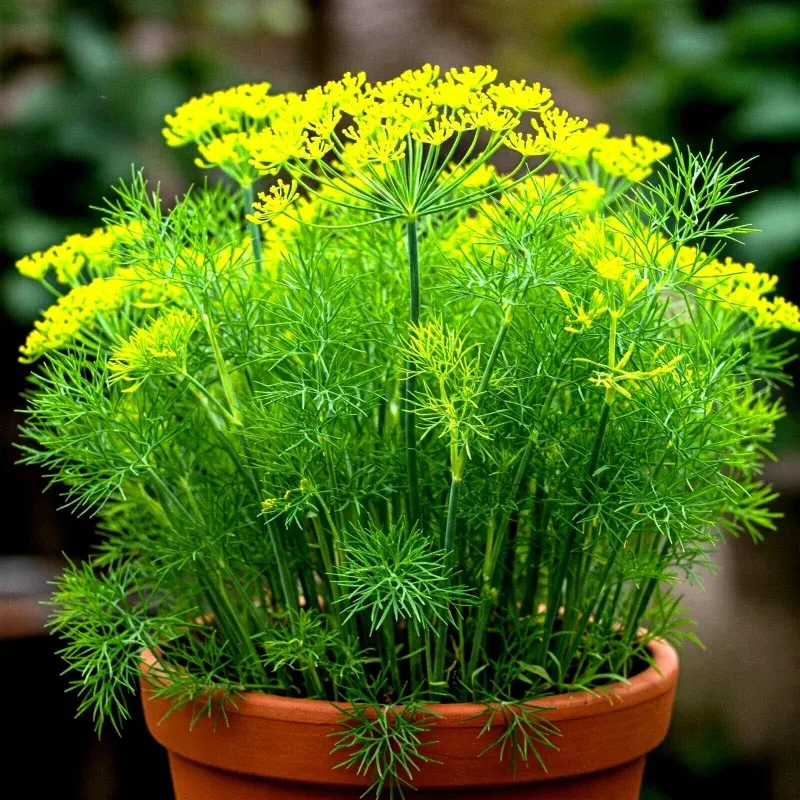 Dill Seeds – 800+ Count – Non-GMO Heirloom – Perfect for Autumn Herb Vegetable Garden – Anethum graveolens
