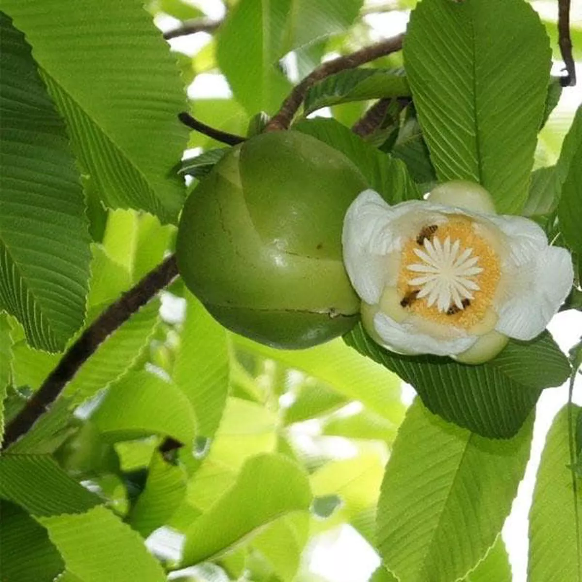 Dillenia Indica Elephant Apple 8211 Plant