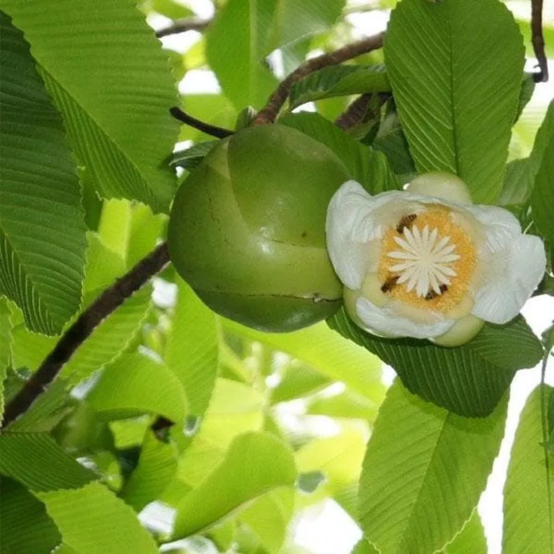 Dillenia Indica, Elephant Apple – Plant