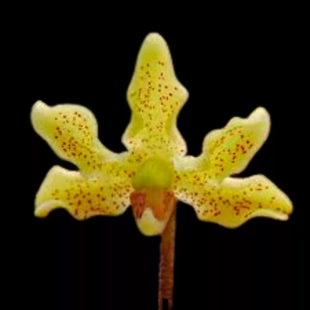 Dimorphorchis rossii
