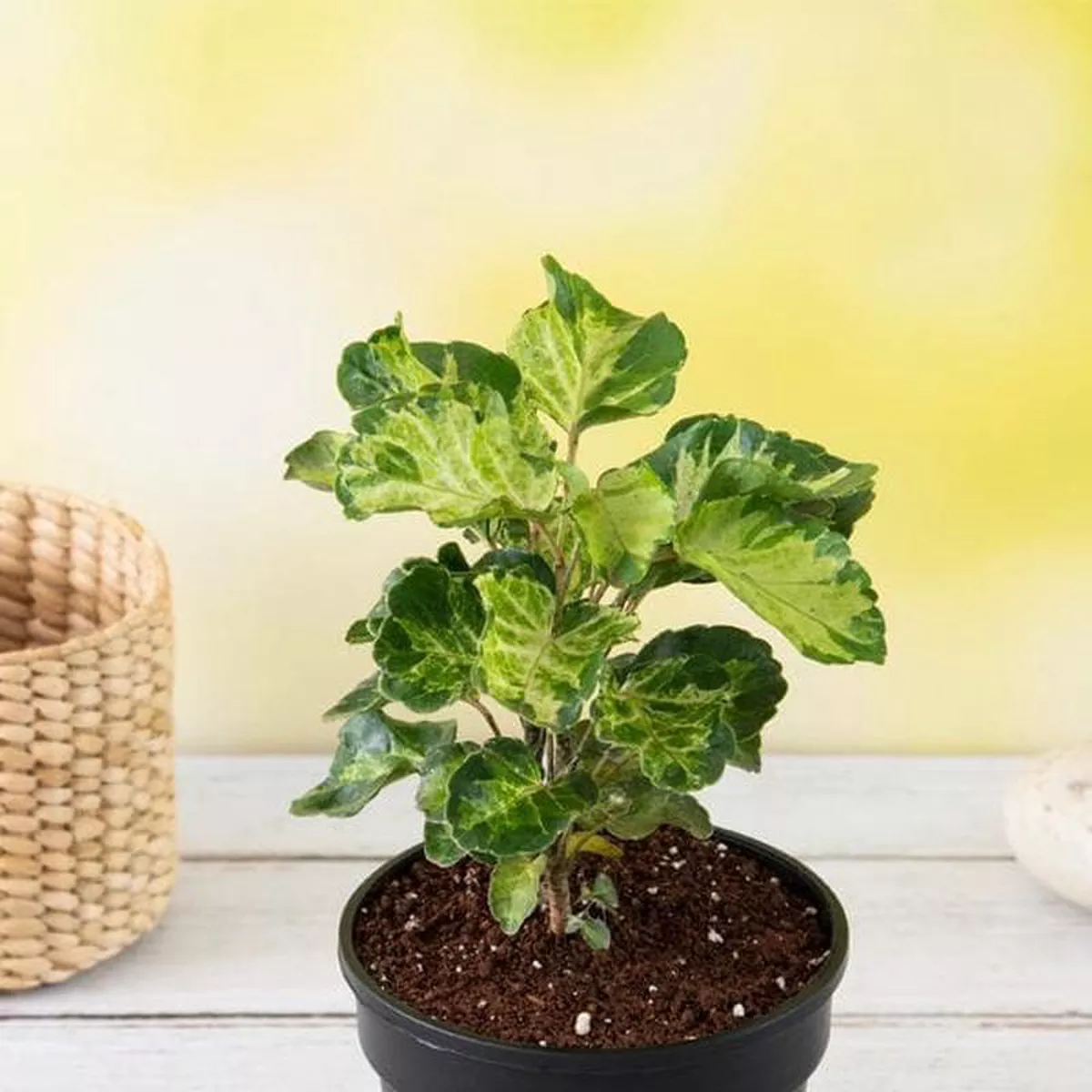 Dinner Plate Aralia 8211 Plant