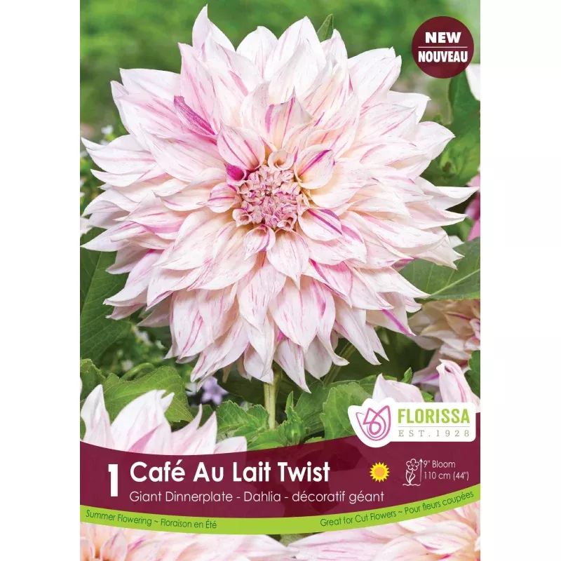 Dinnerplate Dahlia Cafe Au Lait Twist 1/PKG