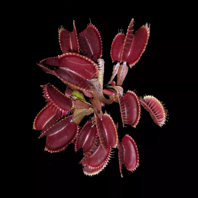 Dionaea muscipula ‘Akai Ryu/Red Dragon’ – Venus Fly Trap