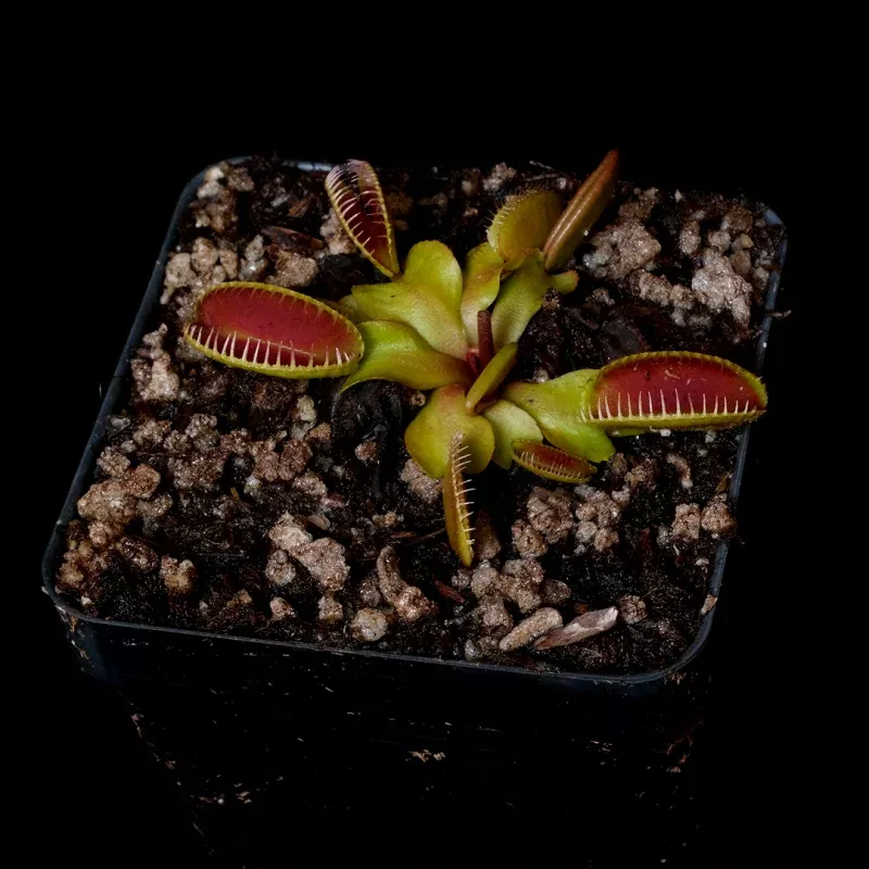 Dionaea muscipula ‘Alien’