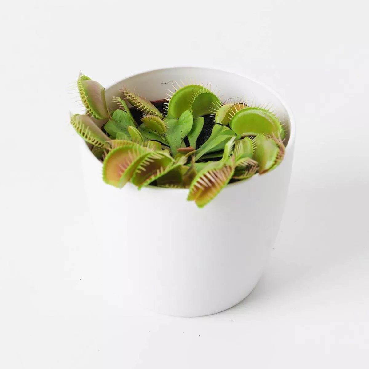 Dionaea muscipula Venus Fly Trap 8211 85cm