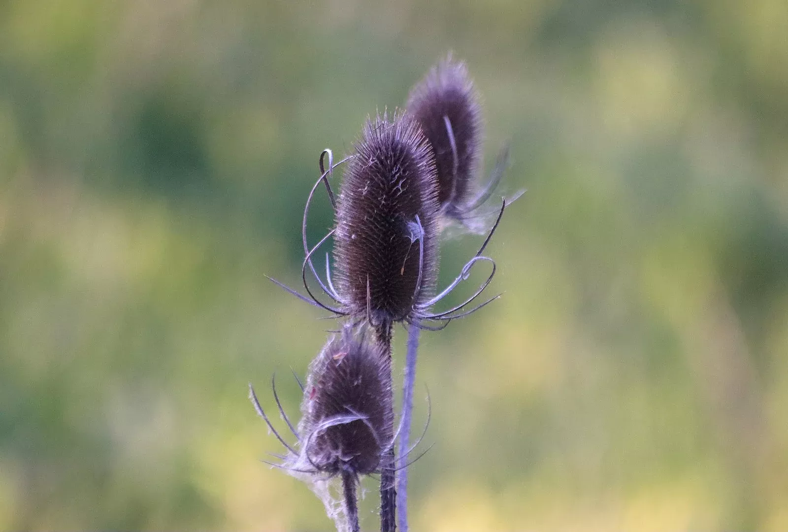 Dipsacus sativus | Fuller’s teasel