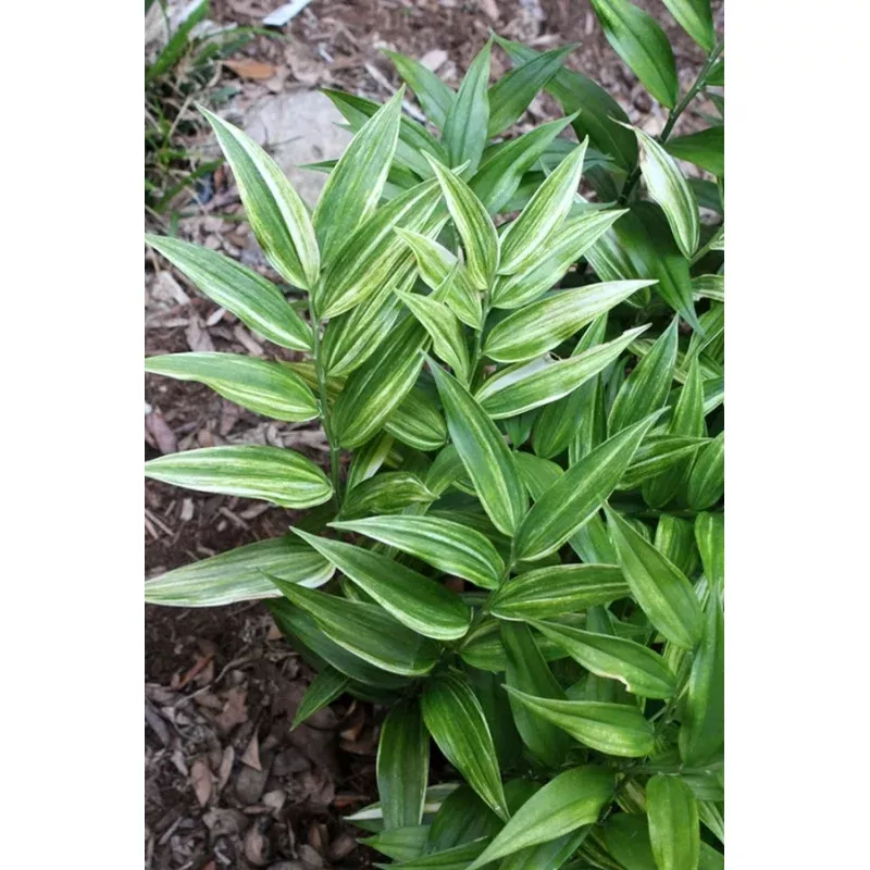 Disporopsis pernyi Zebra Stripes
