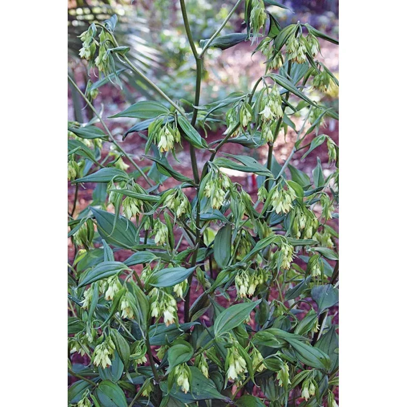 Disporum longistylum Green Giant