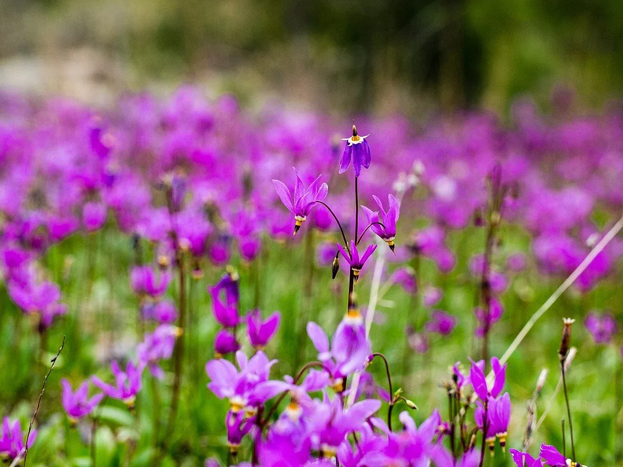 Dodecatheon pulchellum | Western shooting star