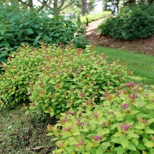 Dolly™ Spirea