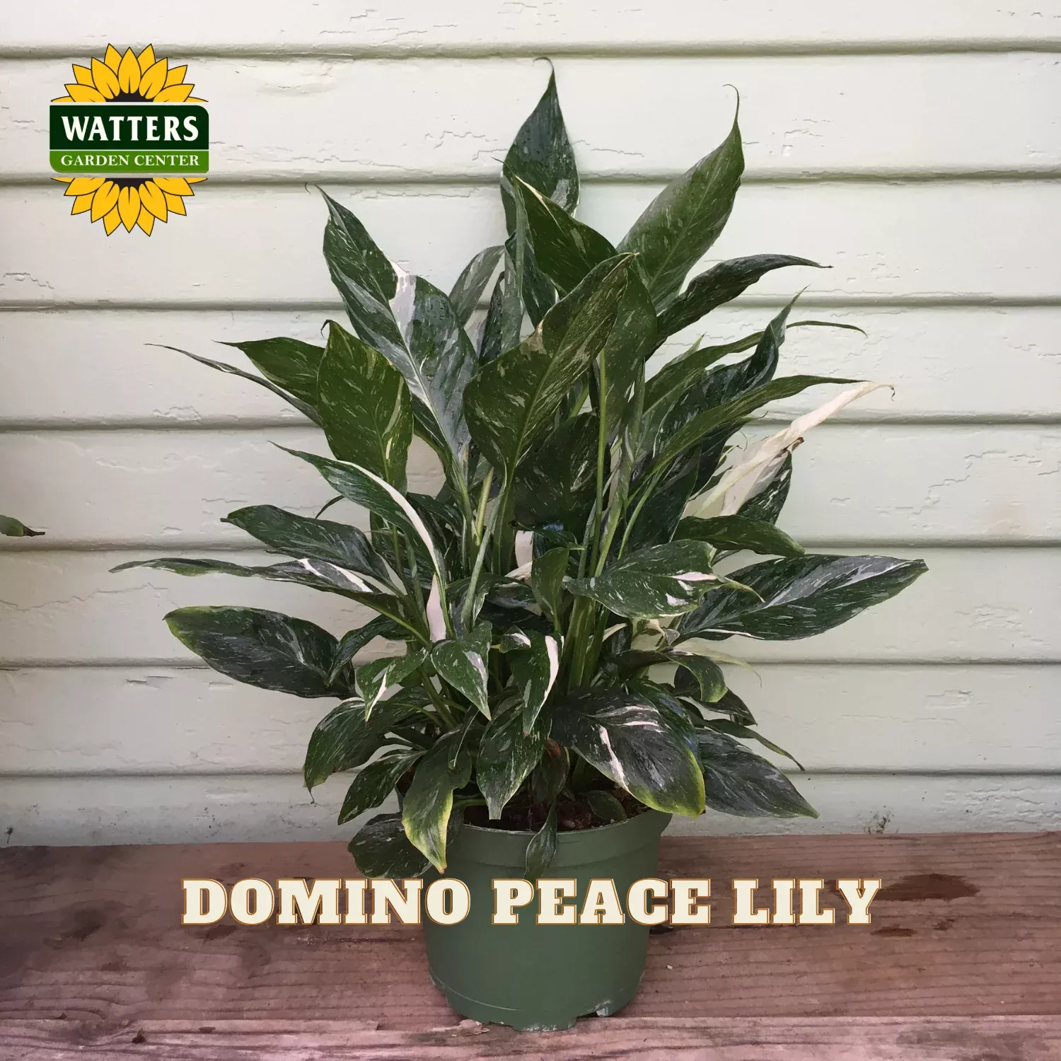 DOMINO PEACE LILY 6in