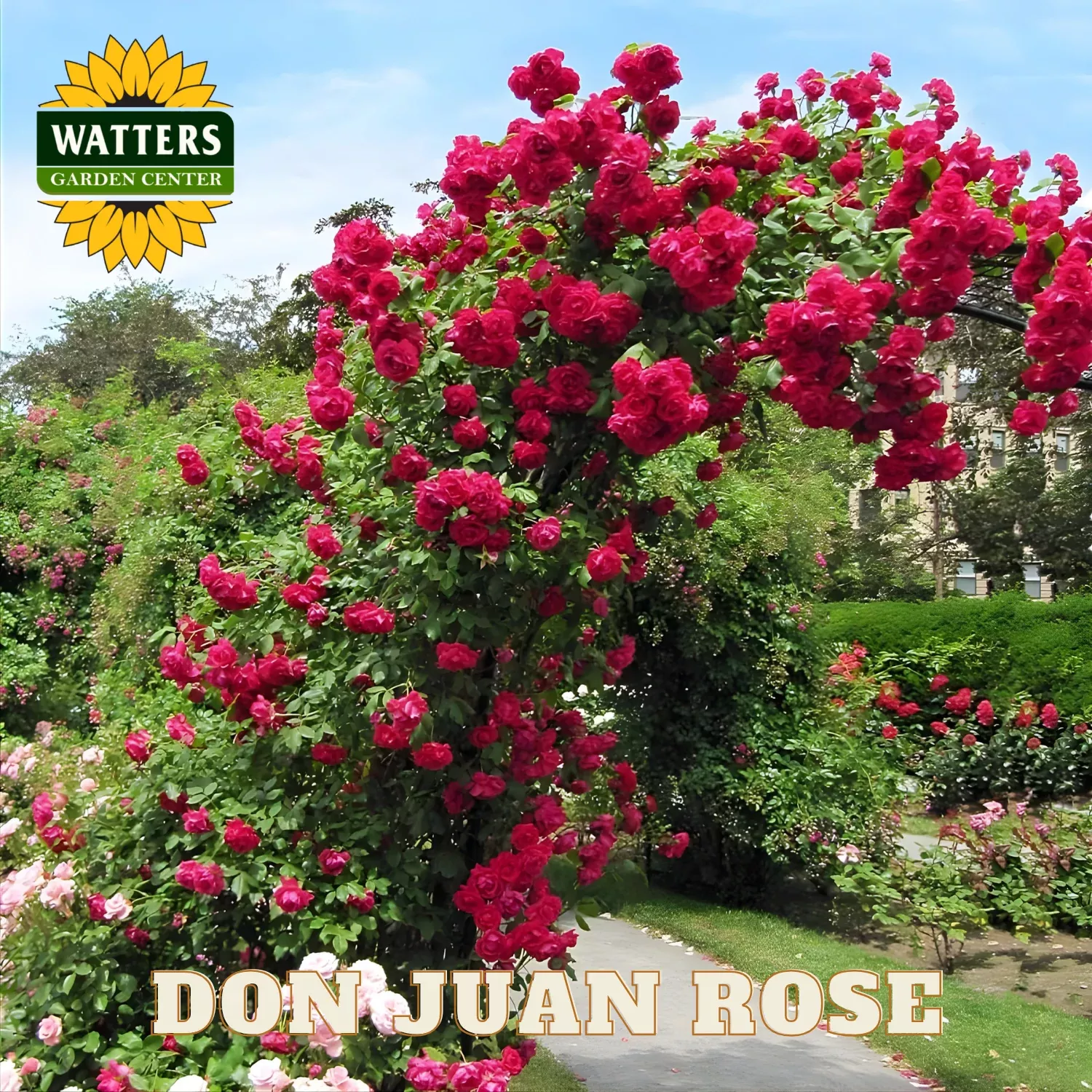 DON JUAN ROSE 3gal