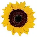 DoritF1 Sunflower Seed