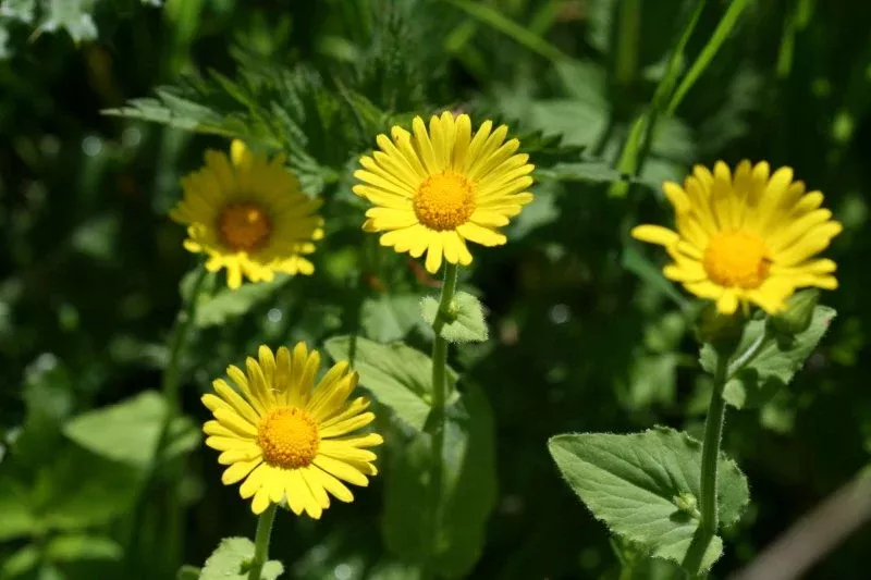 Doronicum pardalianches | great leopardbane