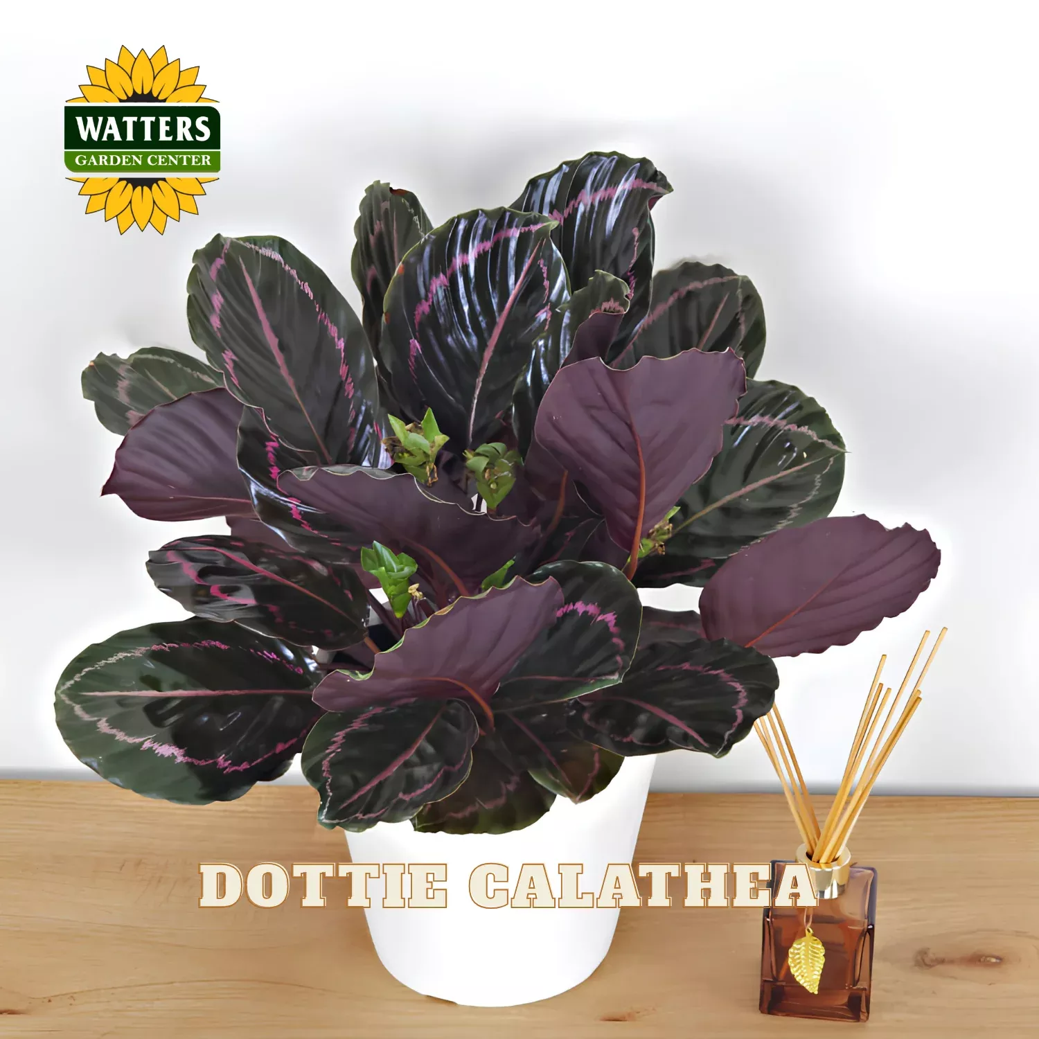 DOTTIE CALATHEA 6in