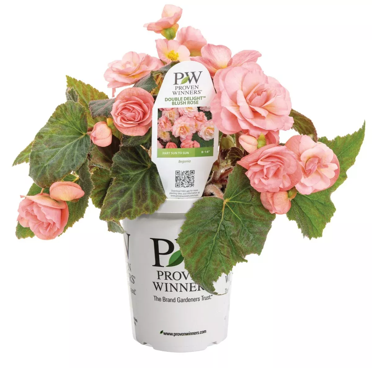 Double Delight Blush Rose Begonia