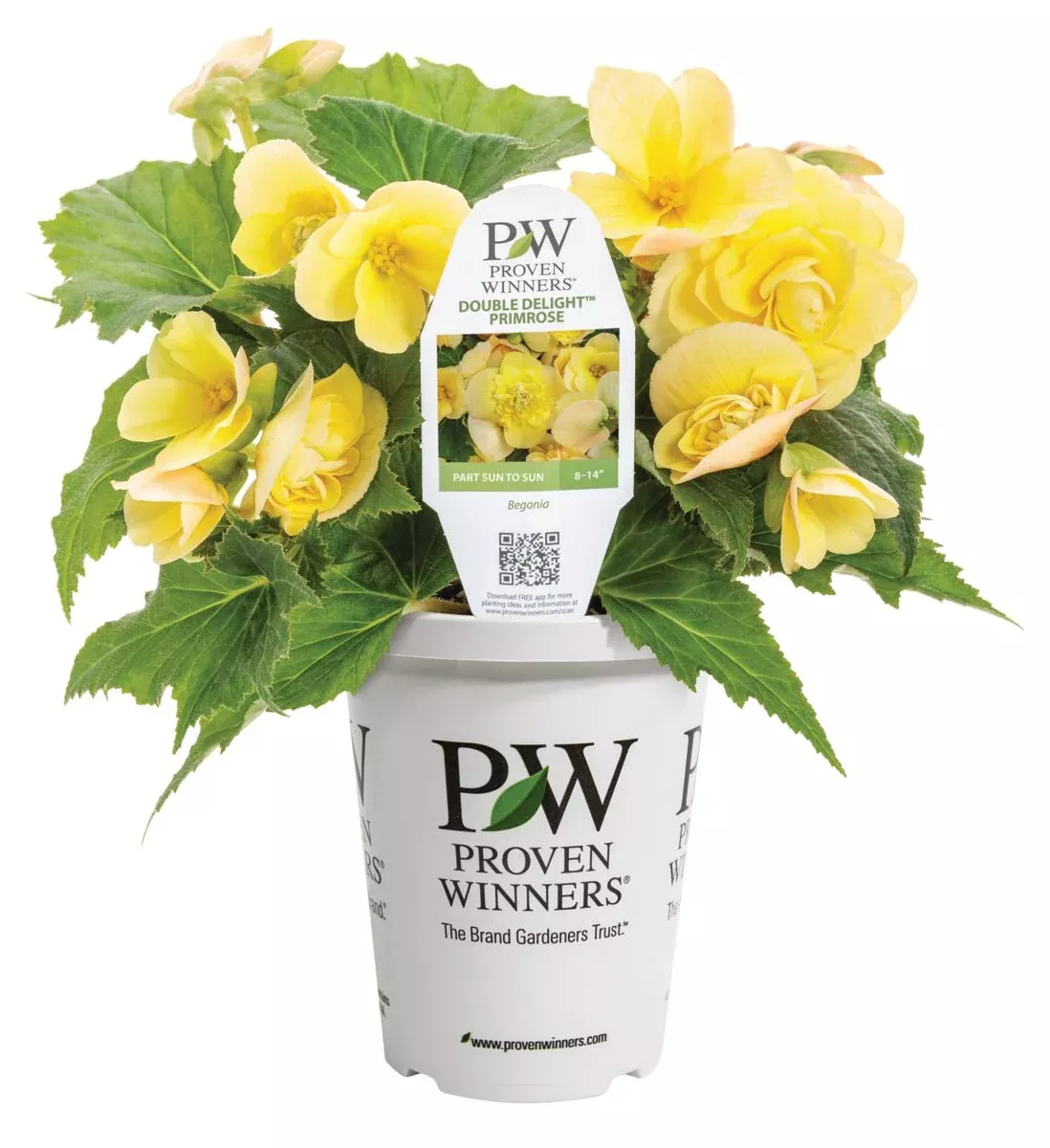 Double Delight Primrose Begonia