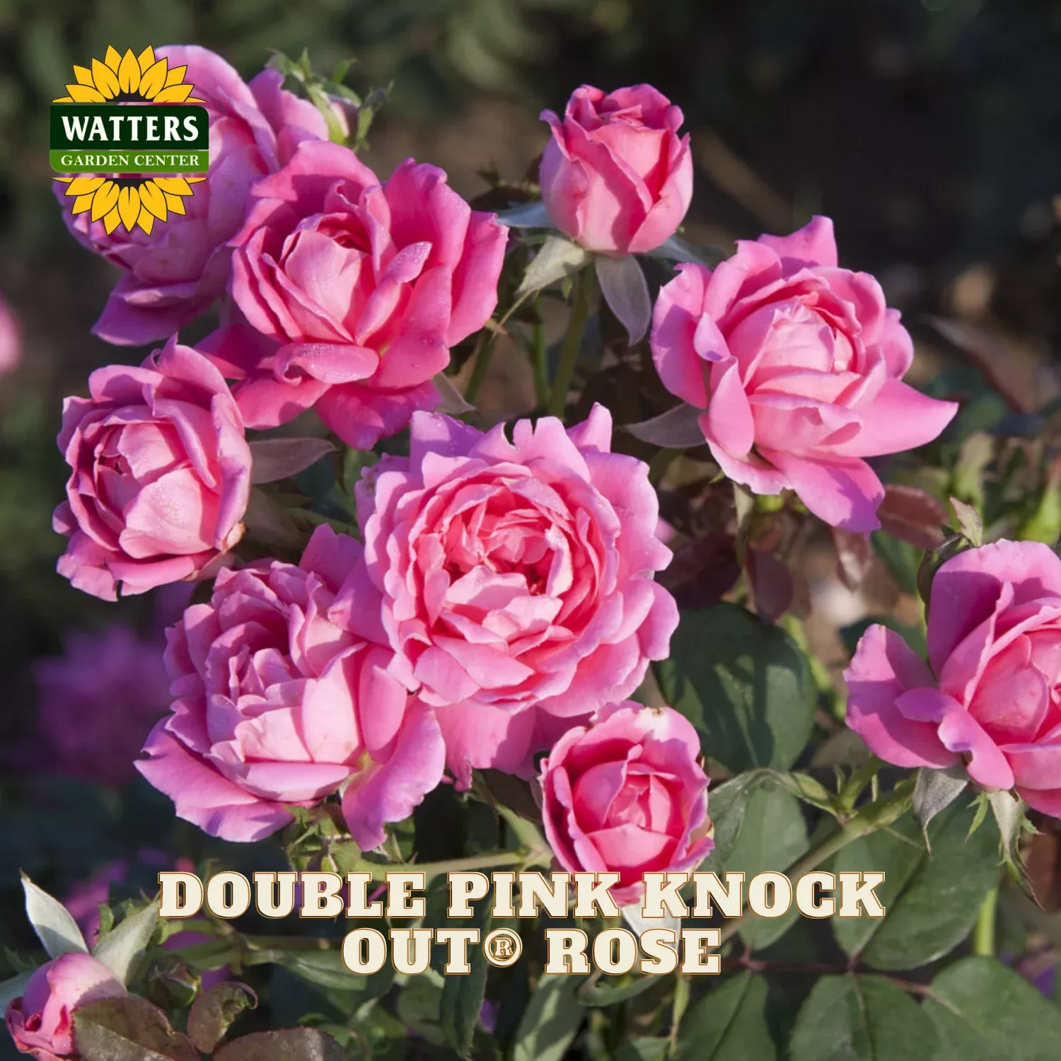 Double Pink Knock Out Rose (ROSE K.O. DBL PINK KNOCKOUT) – 3 gallon