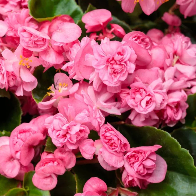Double Up Pink Begonia | Proven Winners