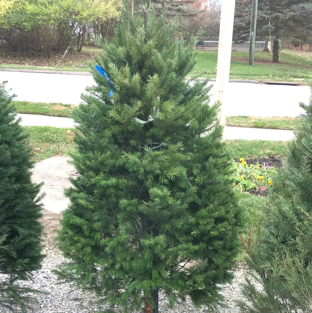 Douglas Fir Christmas Tree