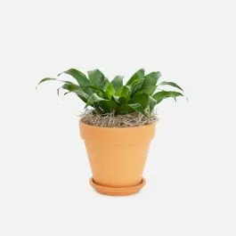 Dracaena Compacta – Piccolo