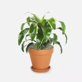 Dracaena Dorado - Medio