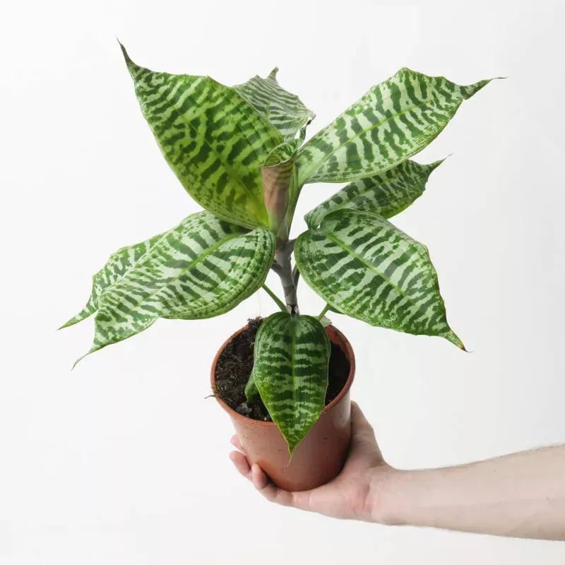Dracaena goldieana