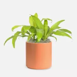 Dracaena Limelight – Medio