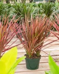 Dracaena marginata colorama