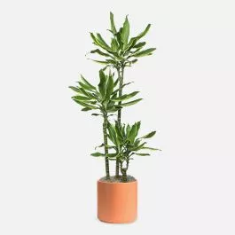 Dracaena Moonlight Cane – Grande