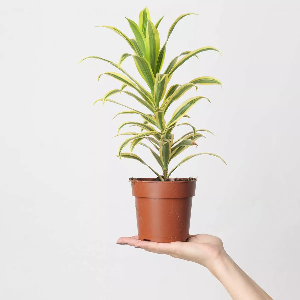 Dracaena reflexa ‘Song of India’