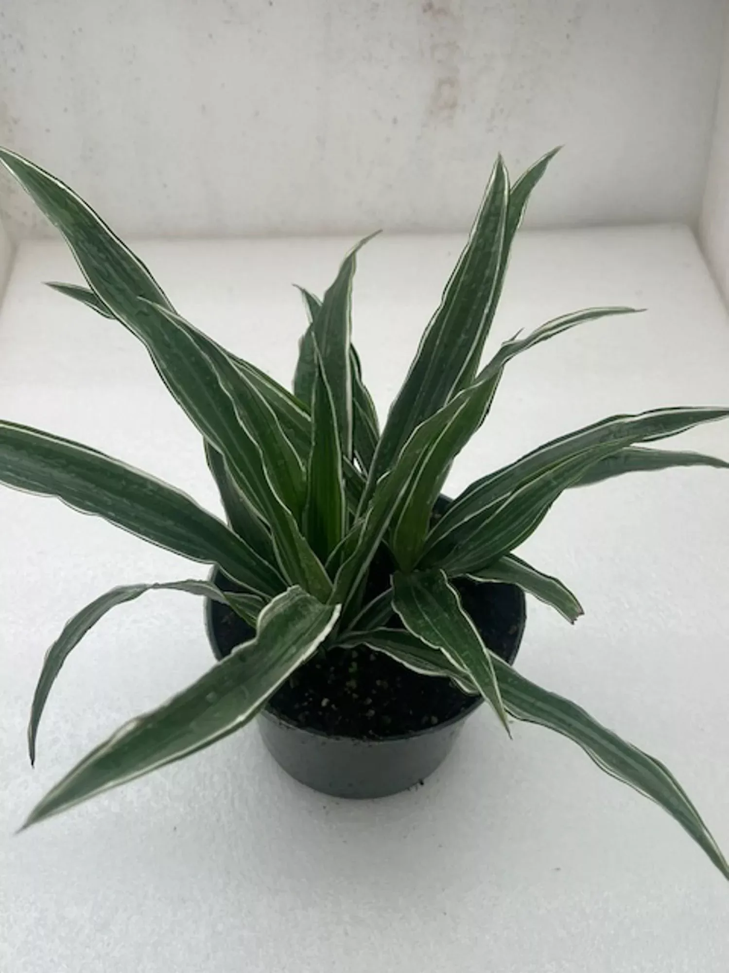 DRACAENA WARNECKII 4in