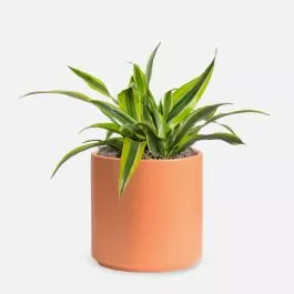Dracaena Warneckii Lemon Lime - Medio