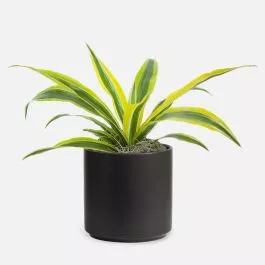 Dracaena Warneckii Lemon Lime – Piccolo