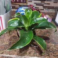 DRAGON DRACAENA 6in